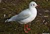 1cy Black-headed Gull in July. (85237 bytes)